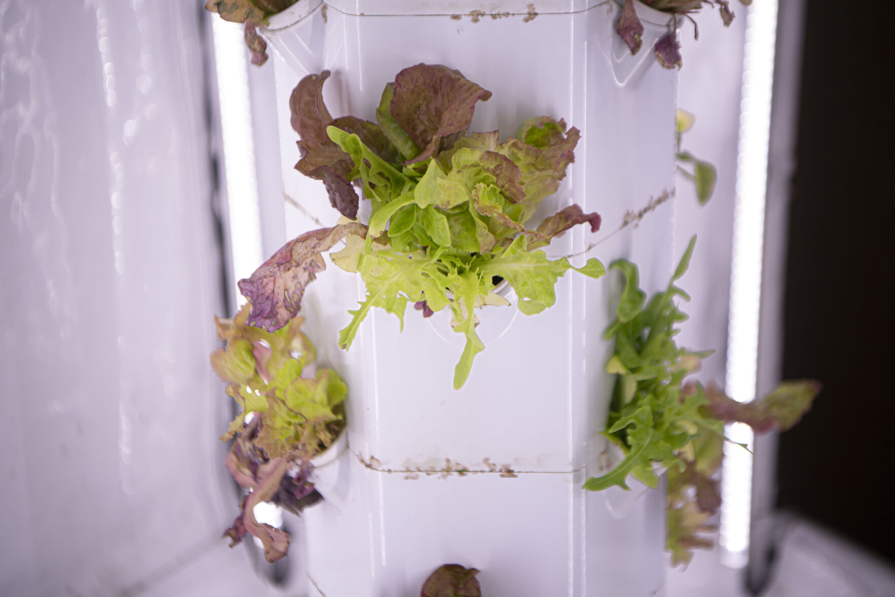 Students grow root vegetables using hydroponics at Ben Steele Middle School